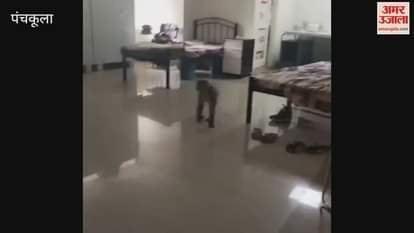 monkey entered the hostel room of women players