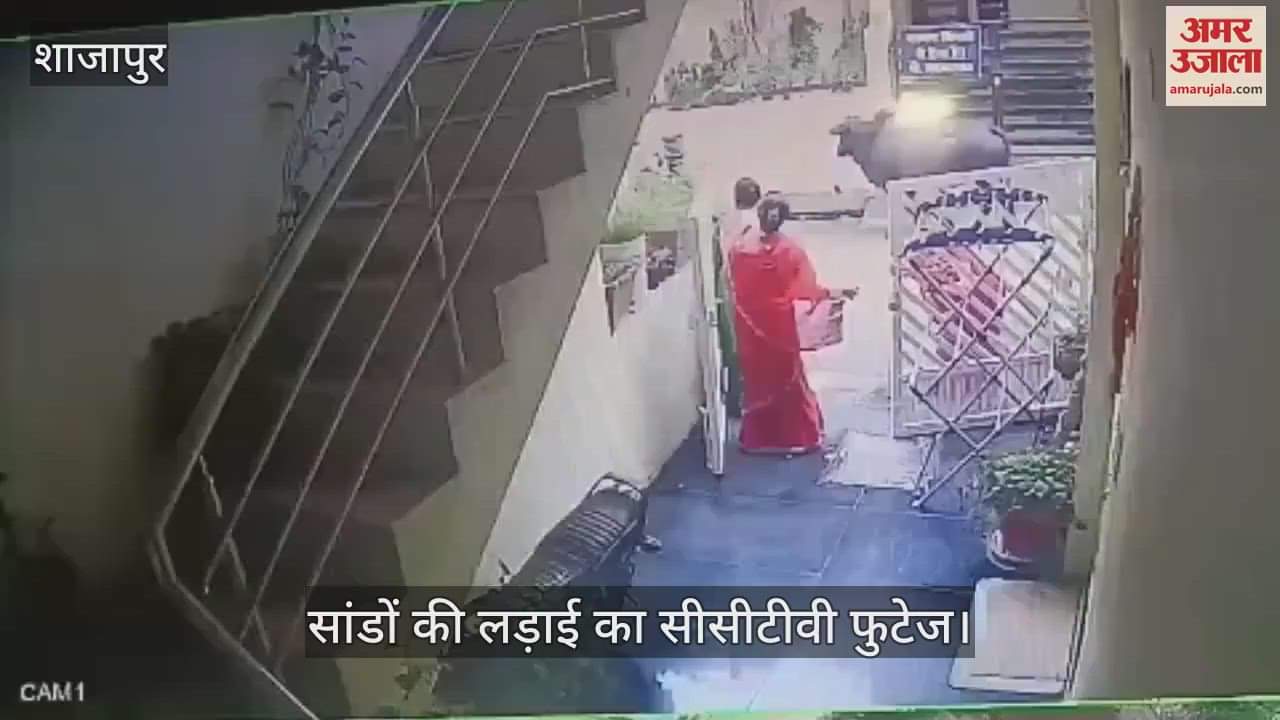 Two bulls entered a house in Chitransh Nagar Colony