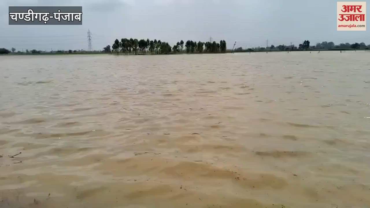 Many fields in Muktsar's village Udekaran submerged due to rain, heavy damage to crops