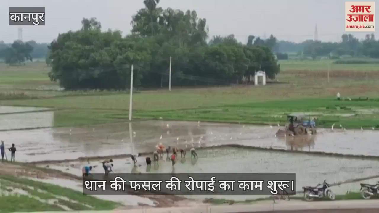कानपुर के औरंगपुर शाभी में झमाझम बारिश के बाद किसानों ने शुरू की धान की रोपाई