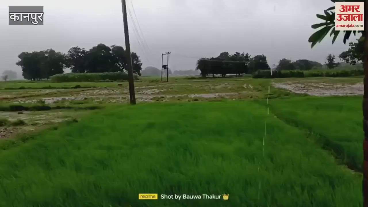 Drizzling rain has increased the worries of farmers