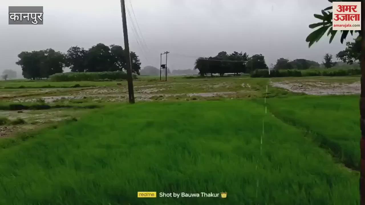 Drizzling rain has increased the worries of farmers