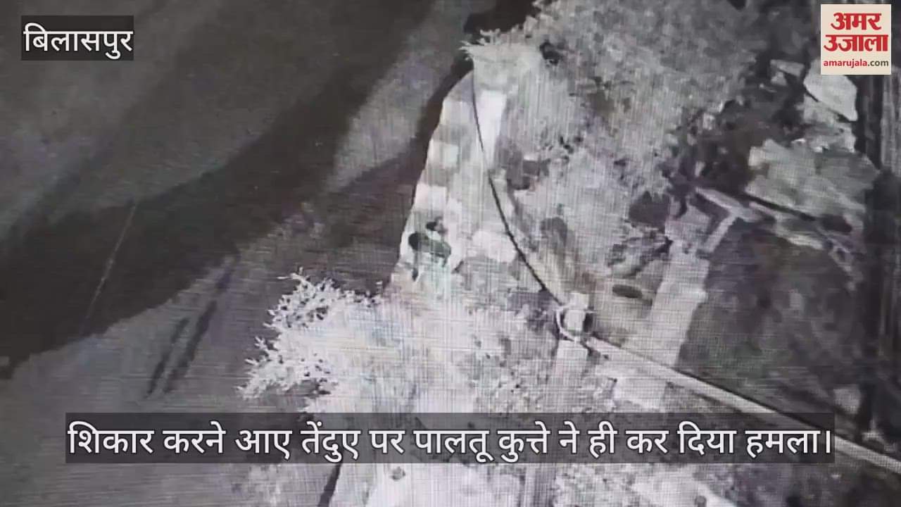 dog attacked leopard, leopard video, leopard attack leopard, dog attacked