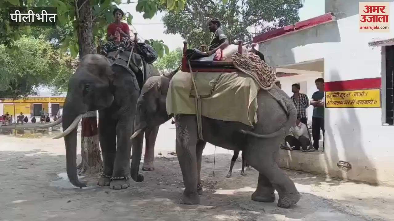 Surya and Bhima elephant engaged in search of tiger in Newaria area of Pilibhit
