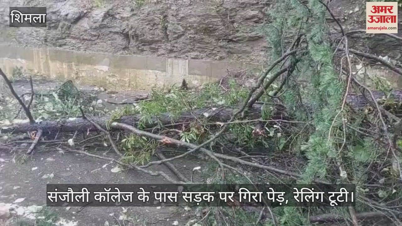 Shimla: Tree fell on the road near Sanjauli College, railing broke