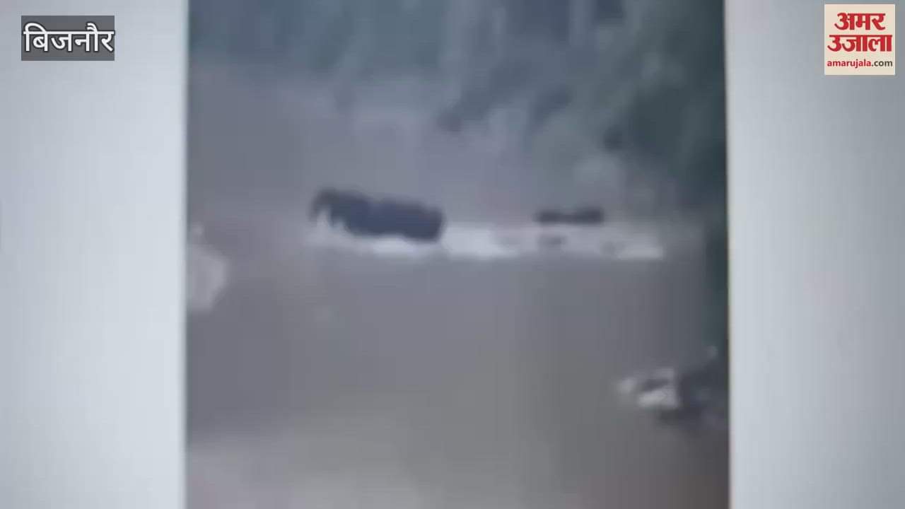 Bijnor: A herd of elephants seen bathing in the Ramganga river of Kalagarh