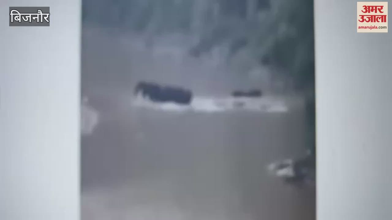 Bijnor: A herd of elephants seen bathing in the Ramganga river of Kalagarh
