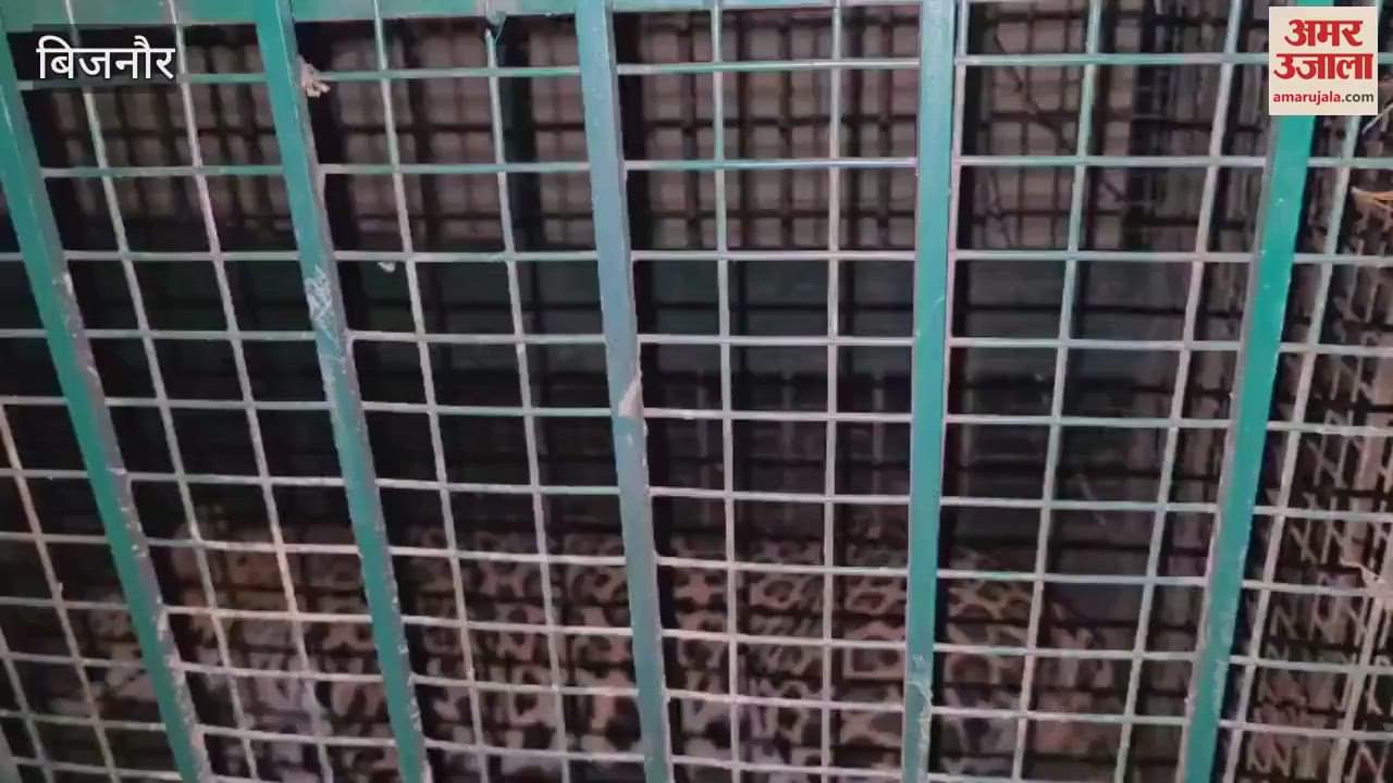Bijnor: The leopard which had injured a woman in village Pilaana was captured in a cage