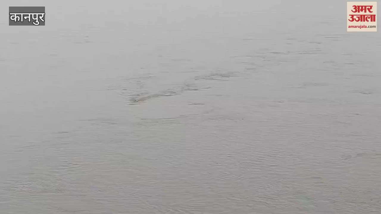 Crocodile-like creature seen in Ganga river
