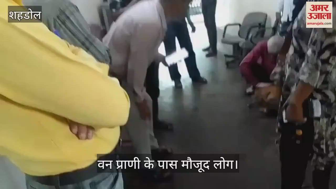 A wild animal entered the government office in Shahdol