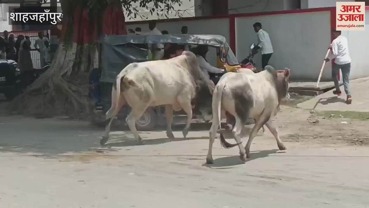 bull fight in front of Nigohi police station in Shahjahanpur