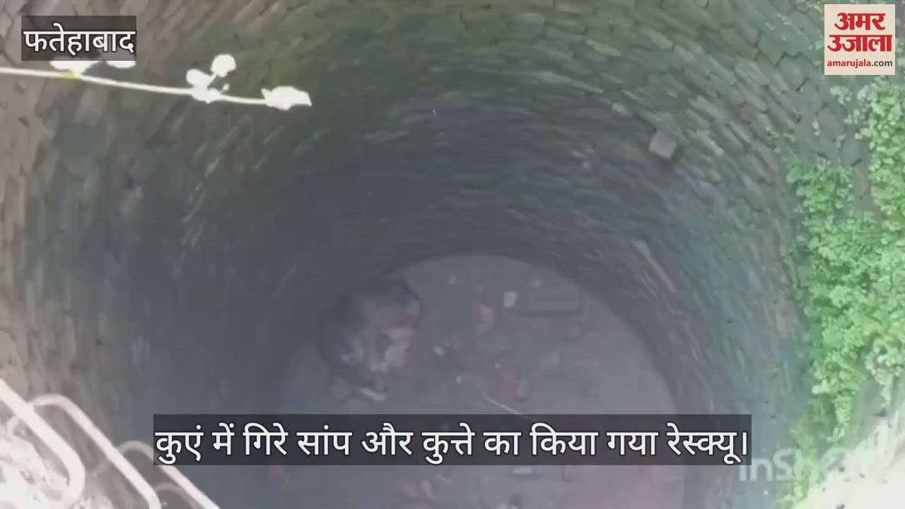 Snake and dog that fell in the well were rescued