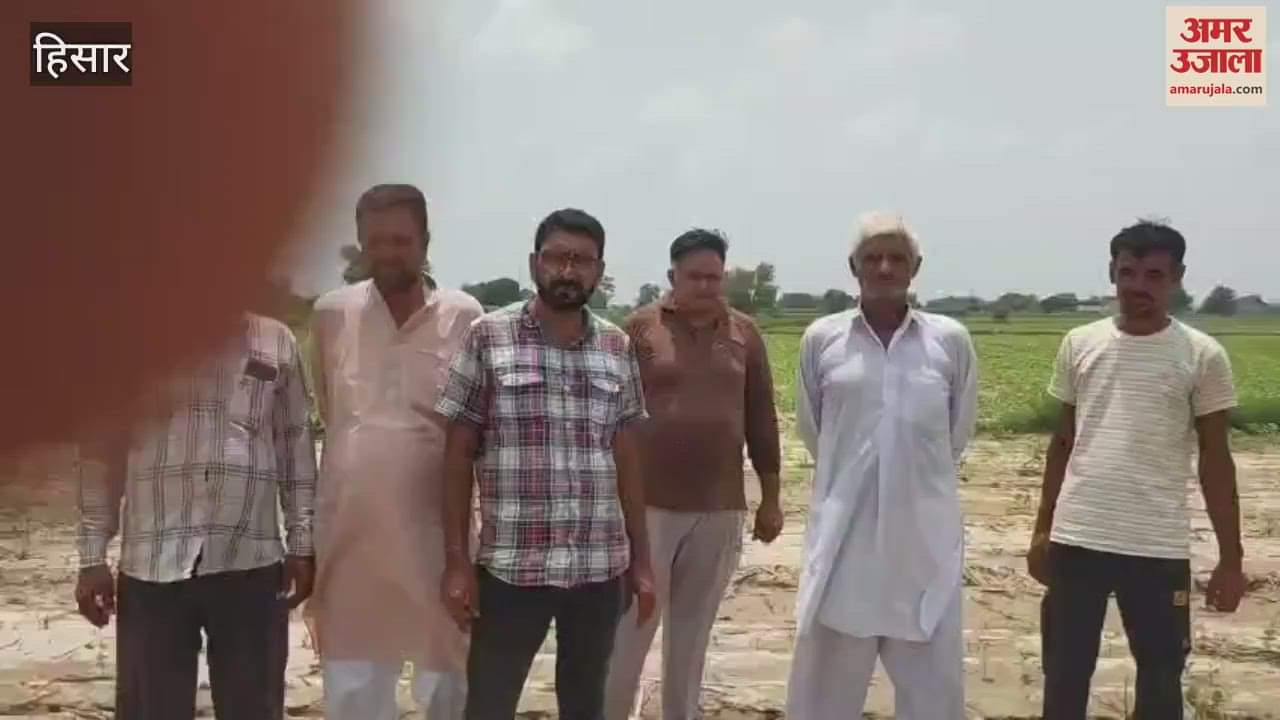 Due to spray farmer three acres of moong crop was burnt and destroyed