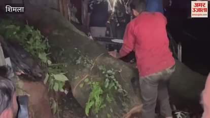 Shimla Tree fell in Rivoli market young man got injured admitted in hospital
