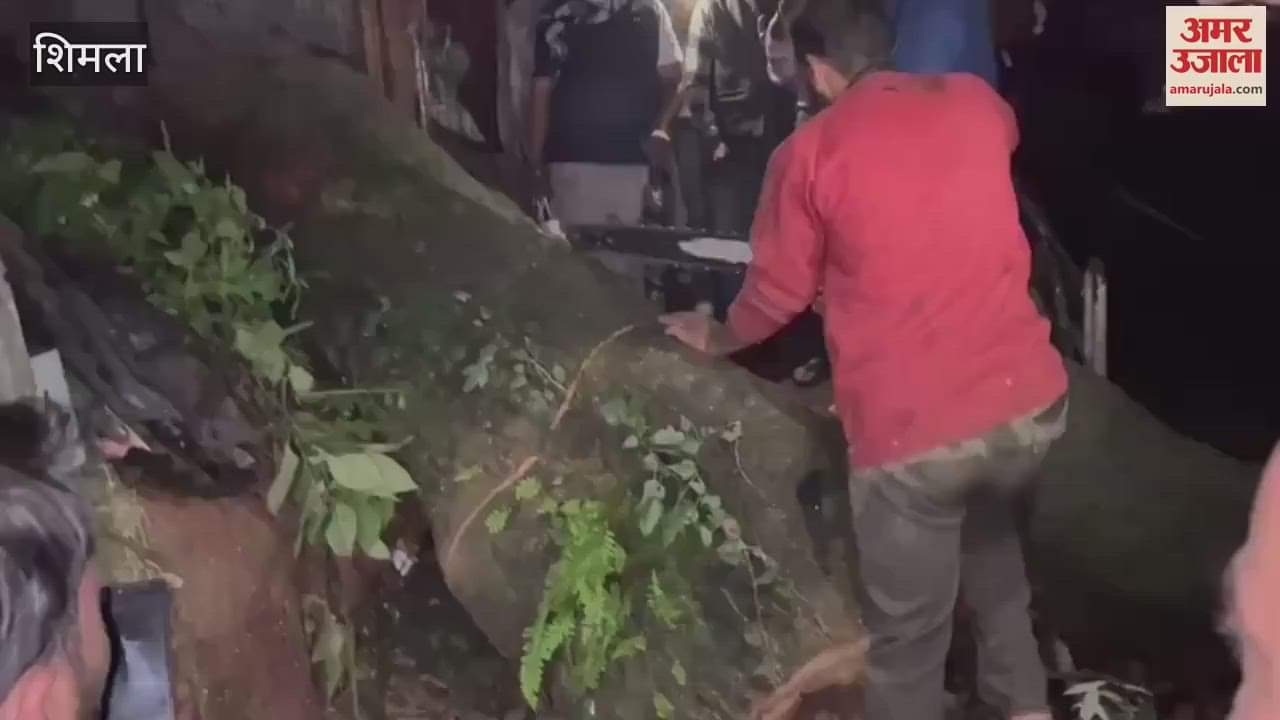 Shimla Tree fell in Rivoli market young man got injured admitted in hospital