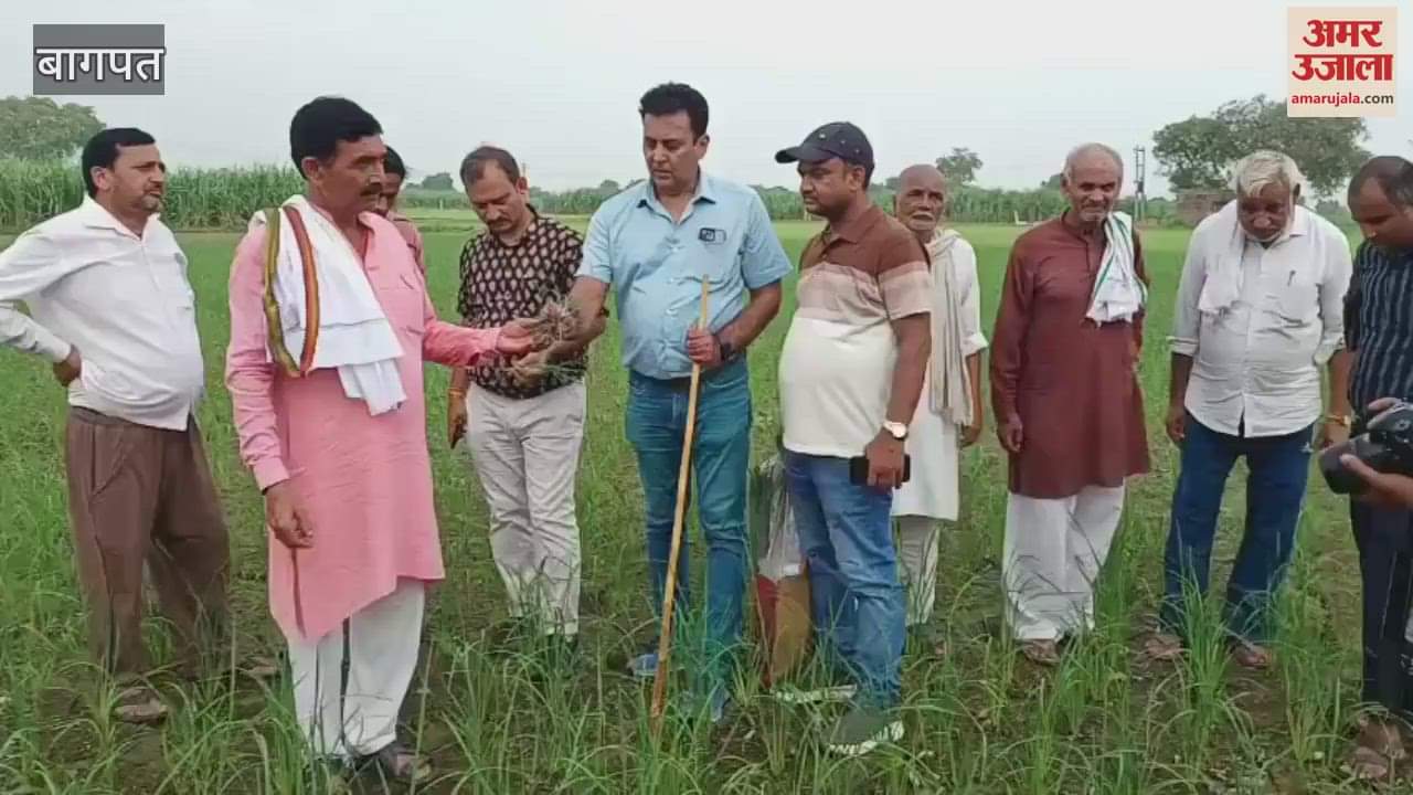 Baghpat: Agricultural scientists observed paddy crop in Lahchauda and gave suggestions to farmers