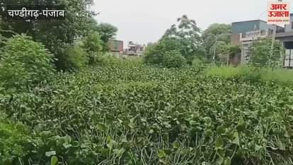 Lack of cleaning of Semanale in Moga has created problems for the people
