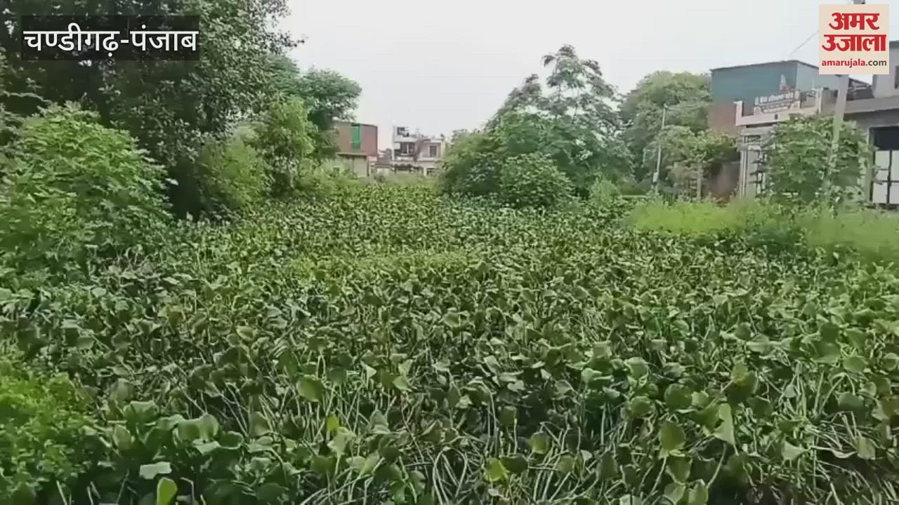 Lack of cleaning of Semanale in Moga has created problems for the people