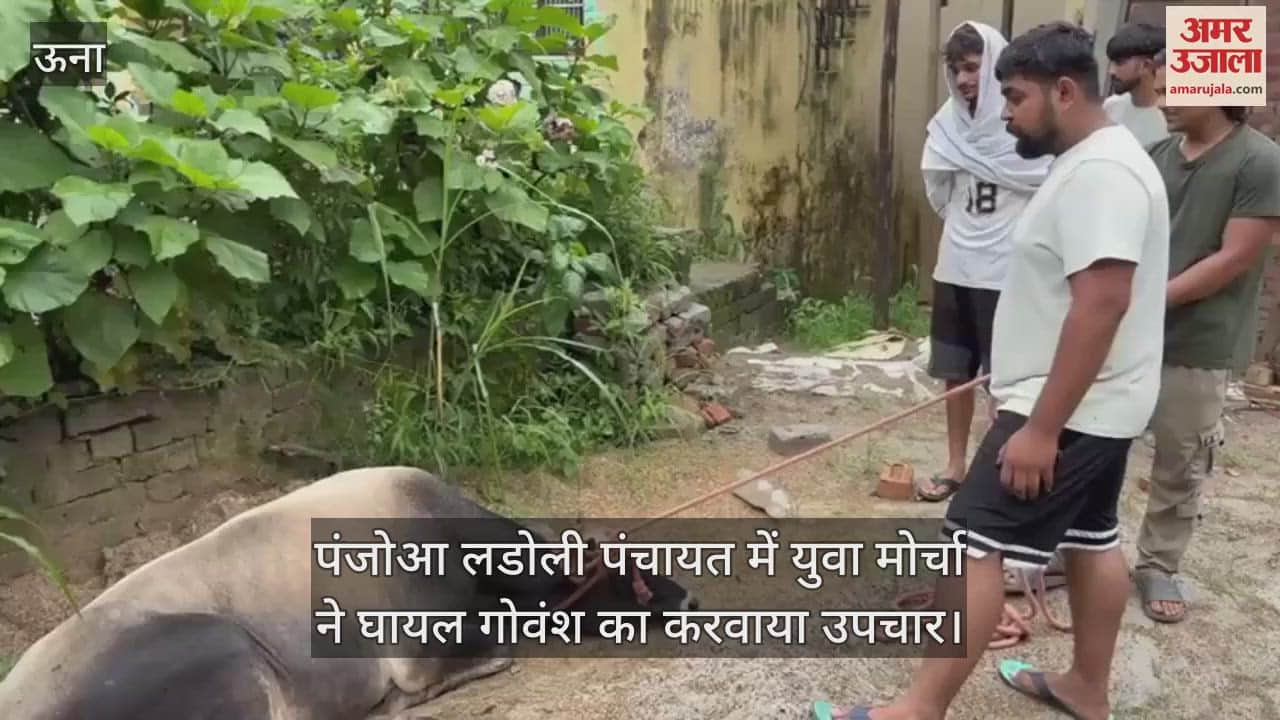 Yuva Morcha got the injured cow treated in Panjoa Ladoli Panchayat