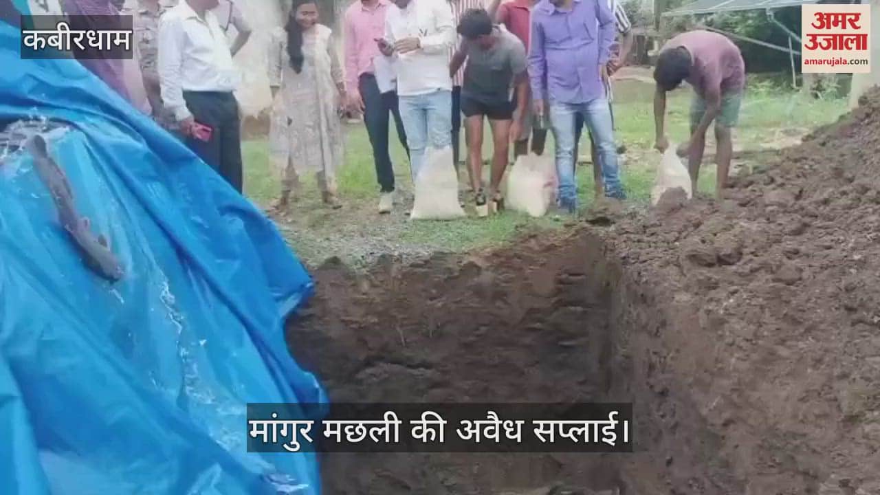 Illegal supply of banned Mangur fish in Kabirdham the department destroyed 450 kg of fish by digging a pit