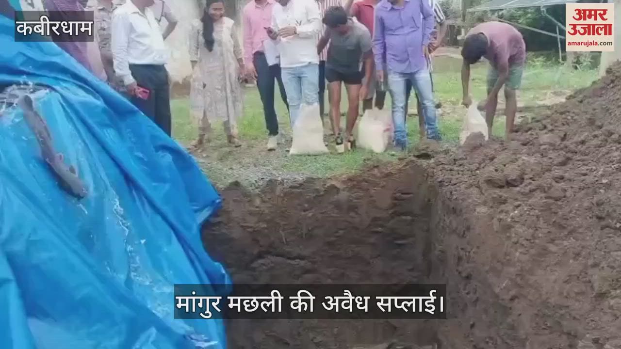 Illegal supply of banned Mangur fish in Kabirdham the department destroyed 450 kg of fish by digging a pit