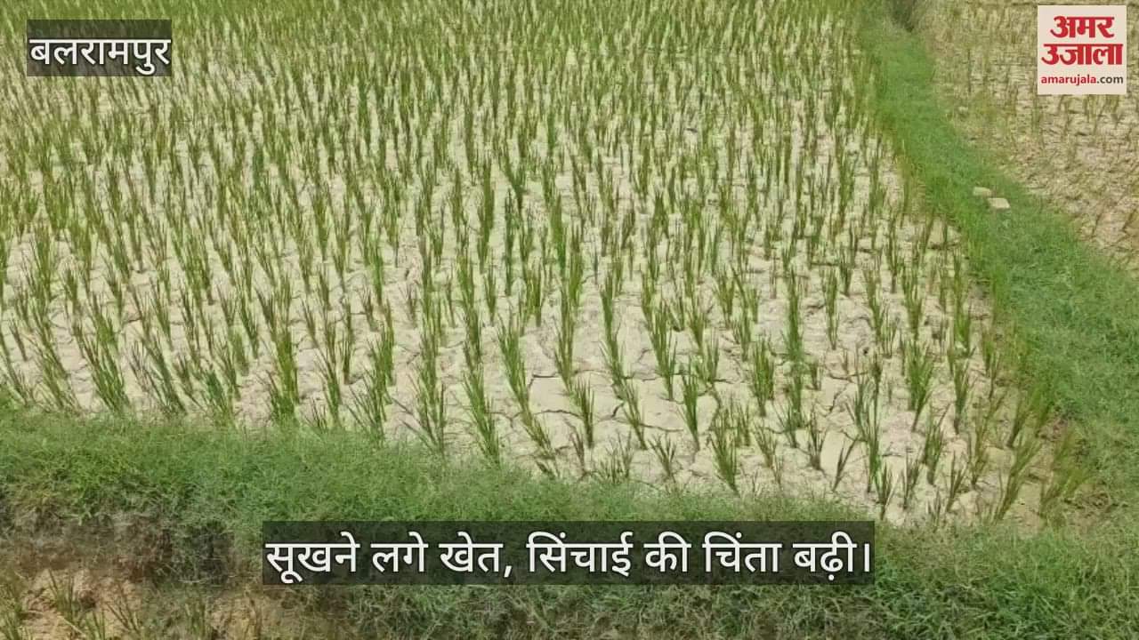 VIDEO: बारिश न होने से अन्नदाता परेशान.. सिंचाई की चिंता बढ़ी, सूखने लगे खेत