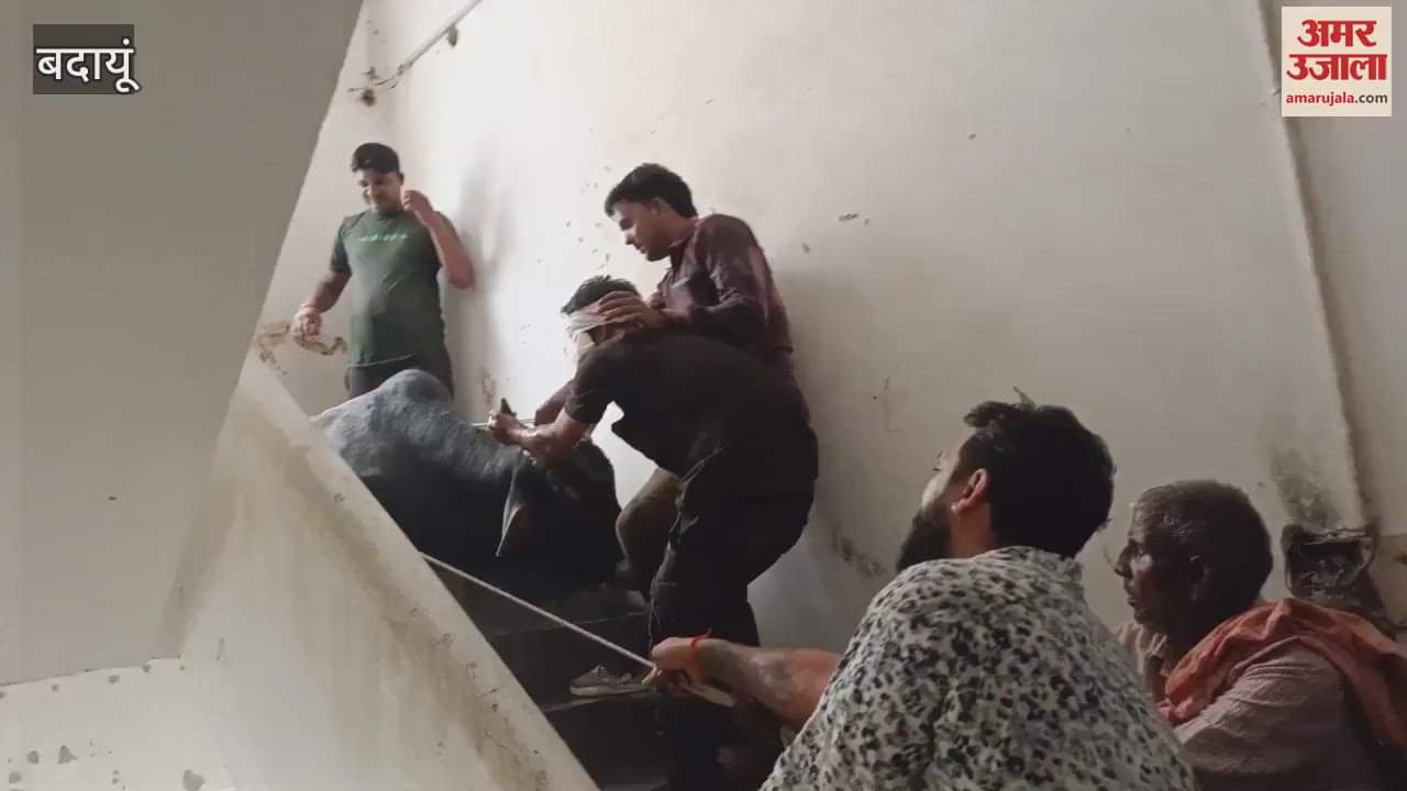 bull climbed to the third floor of Ujhani police station