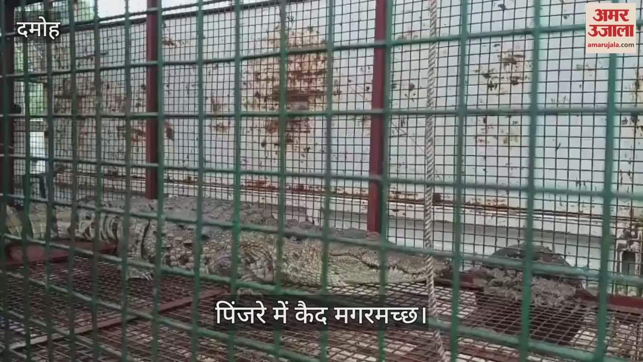 Four feet long crocodile captured in a cage