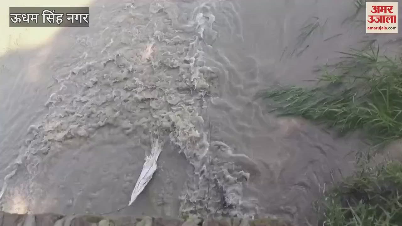 Paddy crop destroyed due to breaking of irrigation canal culvert in khatima
