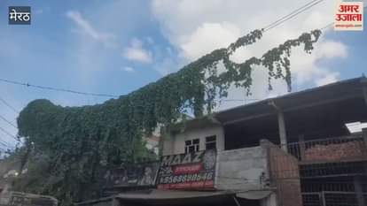 Fear of accident: Negligence of electricity department, vines spread on electric poles and wires