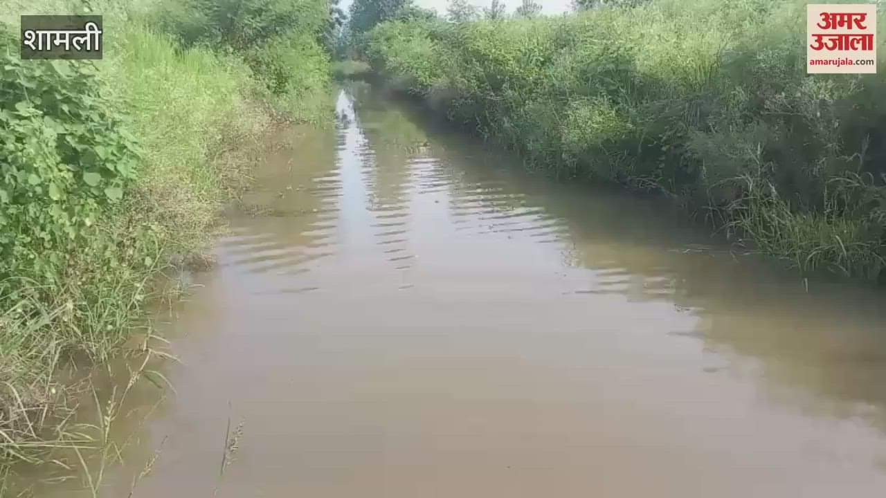Shamli: Ruhra drain track broken, water in fields, ripe crops destroyed, farmers worried