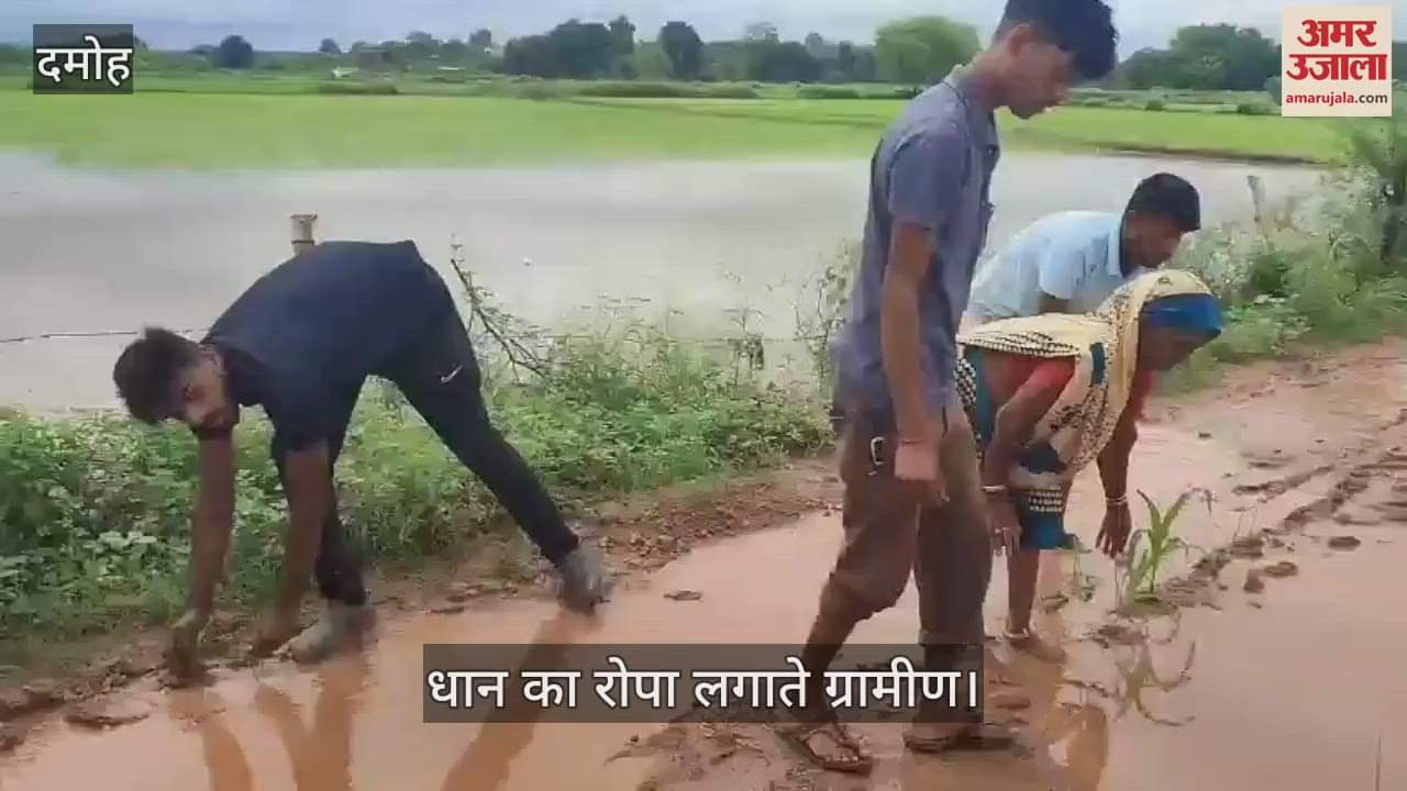 The villagers demonstrated by planting paddy on the swampy road