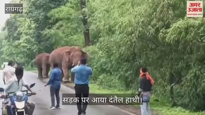 Tusker elephant came on the road in Raigarh, long queues of vehicles formed