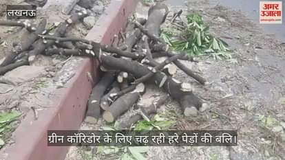 लखनऊ में ग्रीन कॉरिडोर के लिए चढ़ रही हरे पेड़ों की बलि