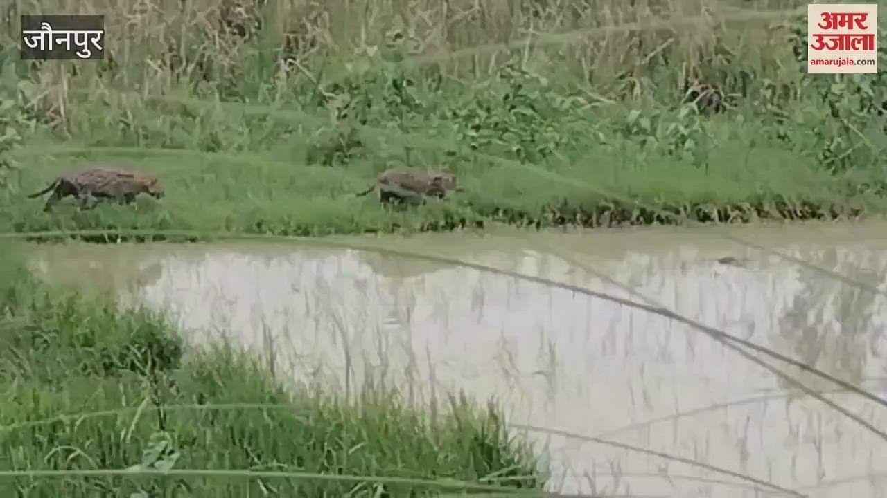 Video of two wild animals roaming along the canal in Jaunpur