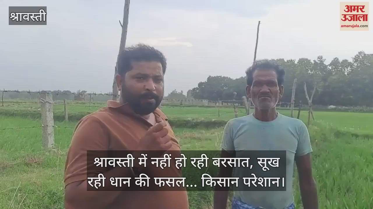 VIDEO: श्रावस्ती में नहीं हो रही बरसात, सूख रही धान की फसल... किसान परेशान