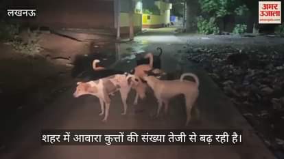 लखनऊ: शहर में बढ़ा आवारा कुत्तों का आतंक, हो रहे हैं हिंसक