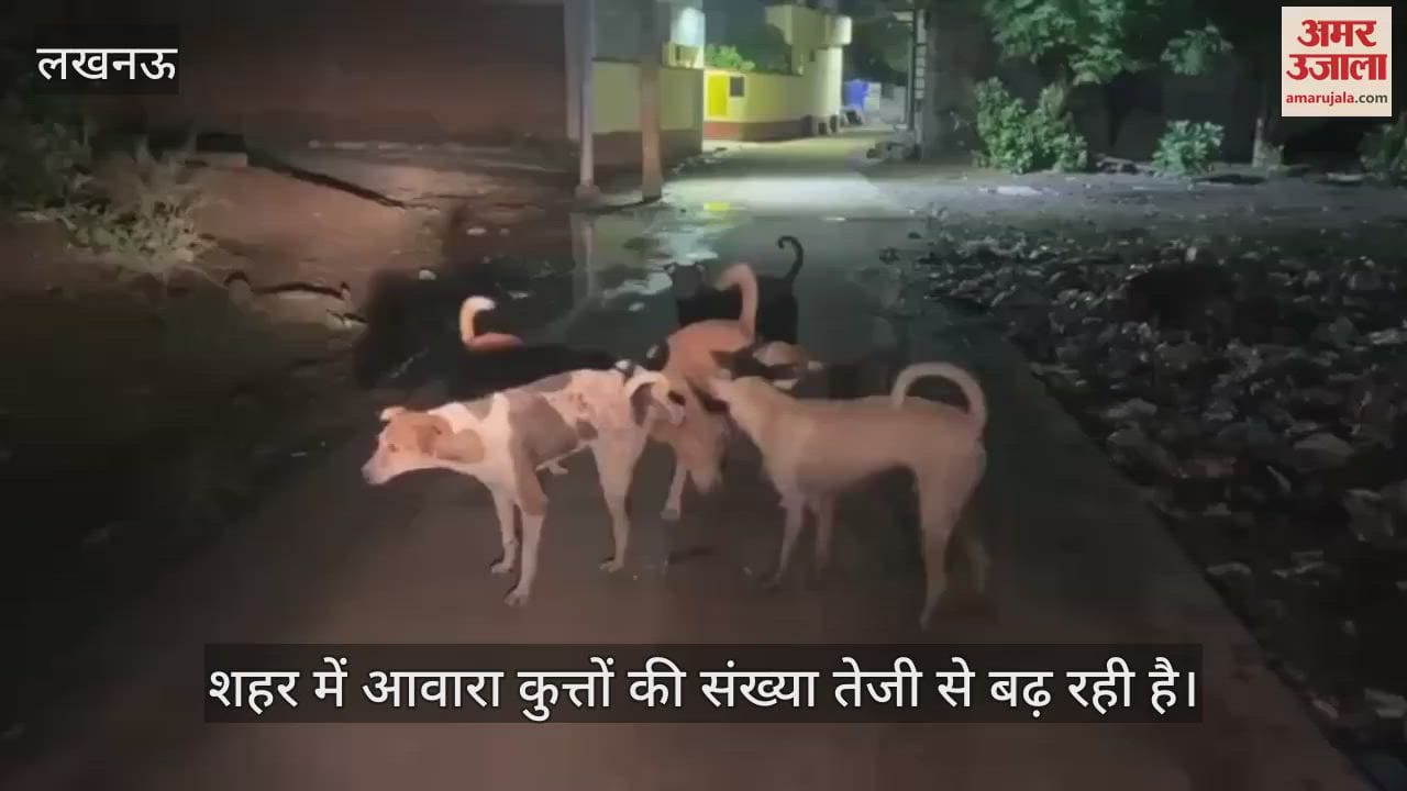 लखनऊ: शहर में बढ़ा आवारा कुत्तों का आतंक, हो रहे हैं हिंसक