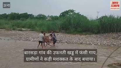 cow got stuck in the overflowing ravine of Barsada village, the villagers rescued it after a lot of effort
