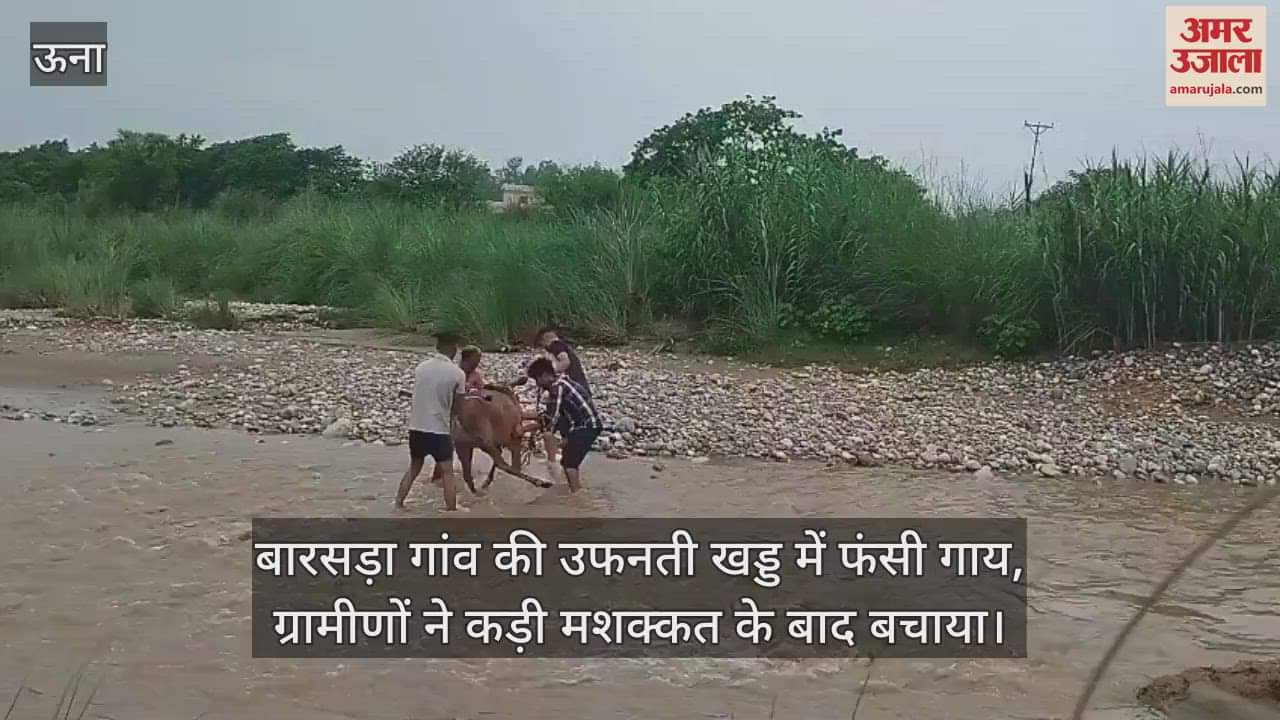 cow got stuck in the overflowing ravine of Barsada village, the villagers rescued it after a lot of effort