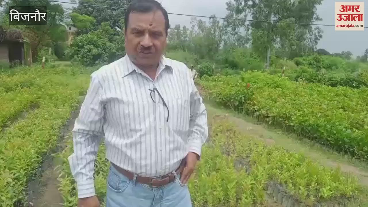 Bijnor: Forest department planted 16 lakh saplings in Dhampur range