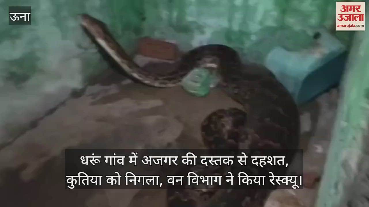 Panic due to the arrival of python in Dharun village, swallowed a bitch, forest department rescued it
