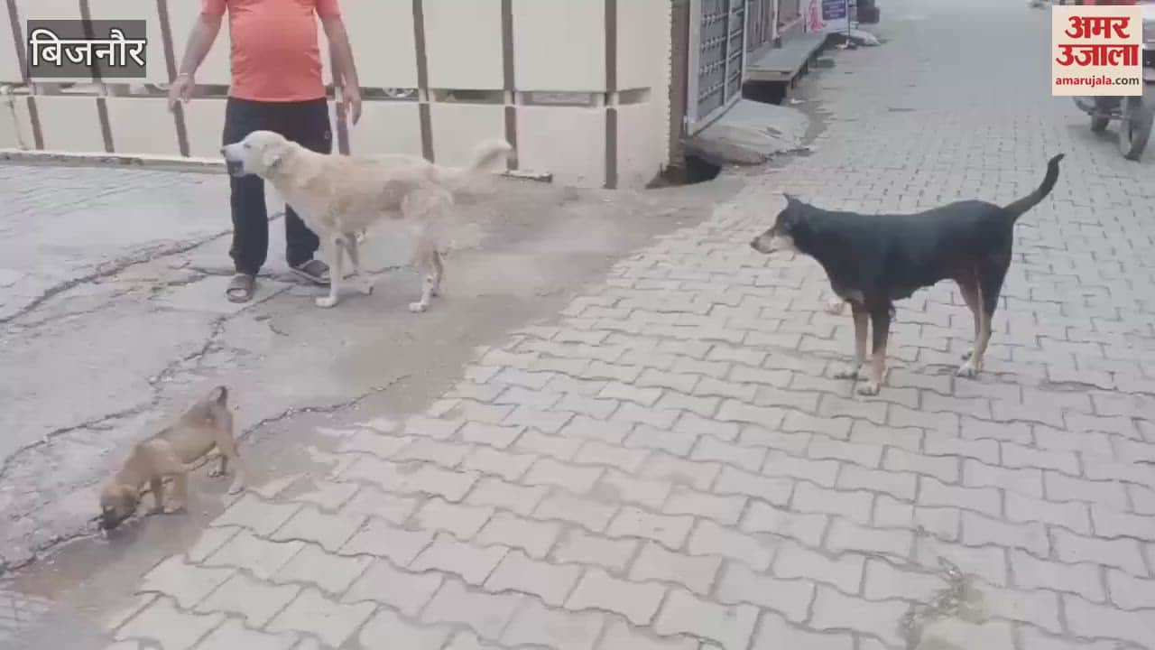 Stray Dogs Create Panic in Dhampur; Over a Dozen Bitten Daily, Public Demands Action