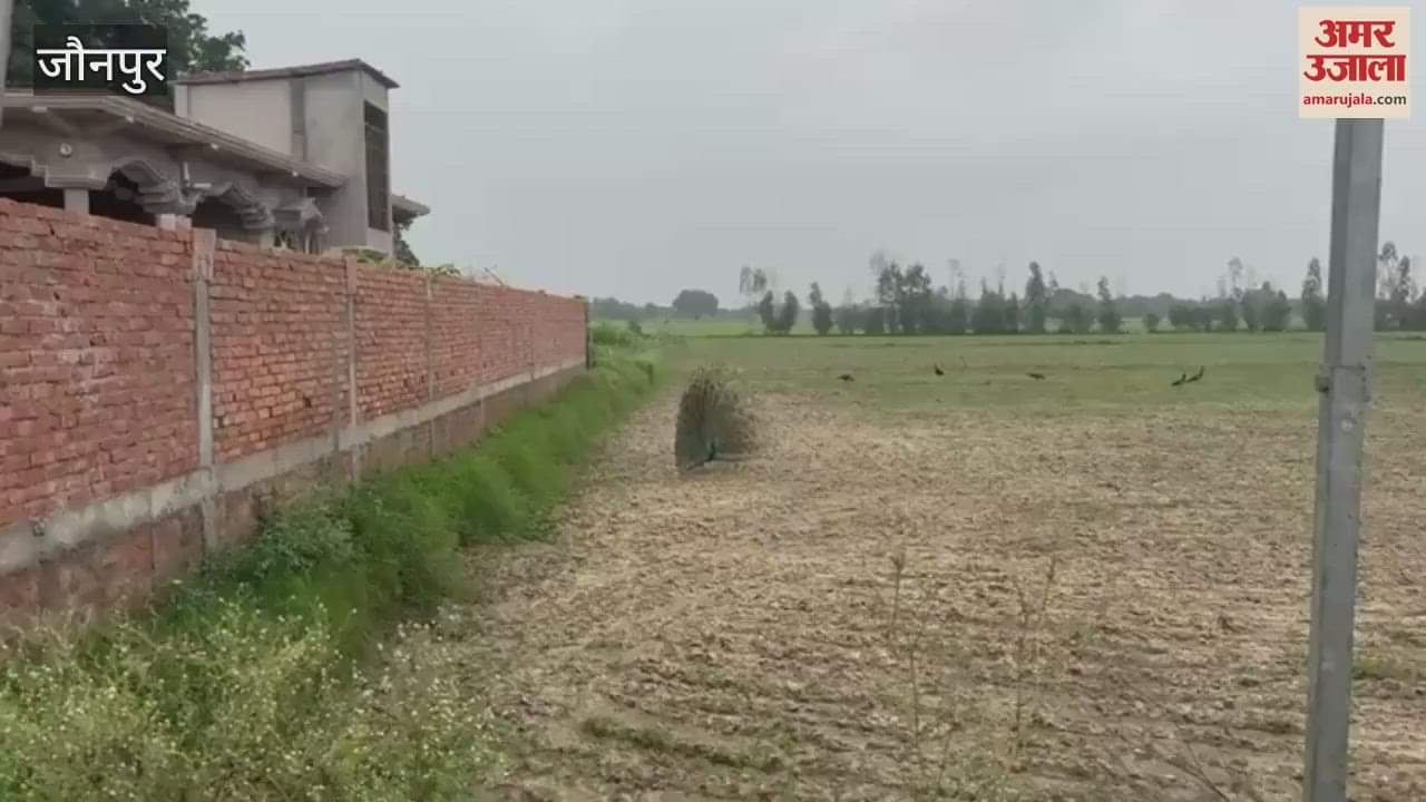 Peacock dance becomes center of attraction in pleasant weather