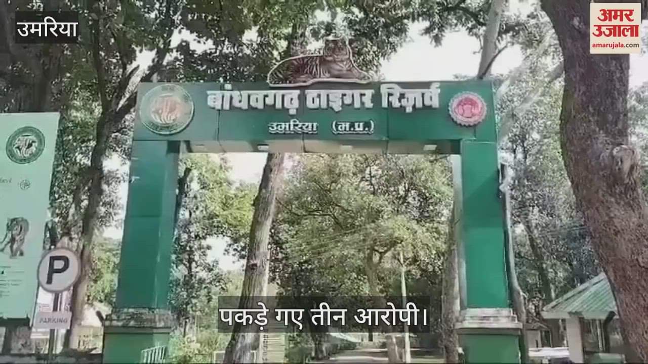 Umaria Tiger poaching exposed Bandhavgarh Tiger Reserve 3 accused arrested tiger jaws nails teeth recovered