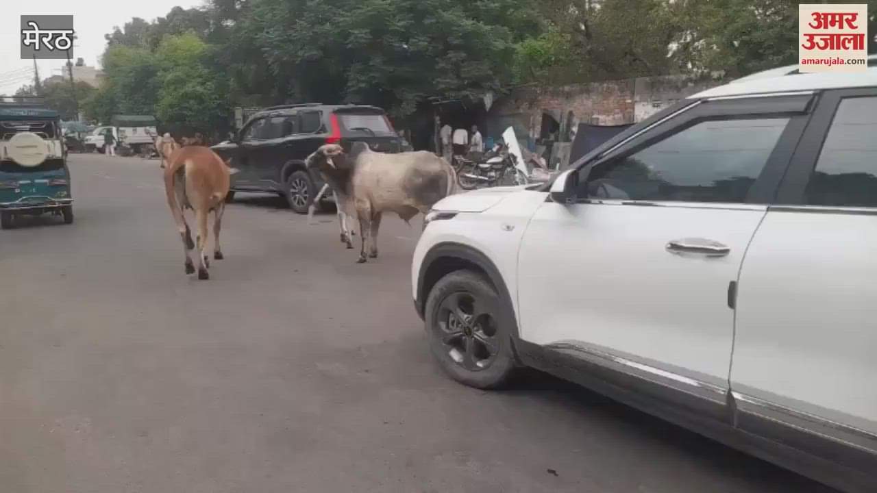 Meerut:  Despite Efforts in Gaushalas, Stray Cattle Still Causing Trouble on Roads in Meerut"