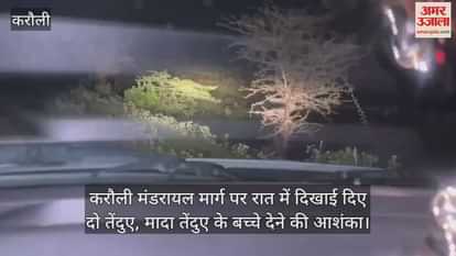 Karauli News: Leopardess Spotted on Road After Giving Birth; 2 Leopard Seen Roaming on Karauli-Mandarayal Road