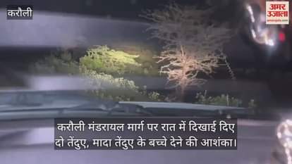 Karauli News: Leopardess Spotted on Road After Giving Birth; 2 Leopard Seen Roaming on Karauli-Mandarayal Road