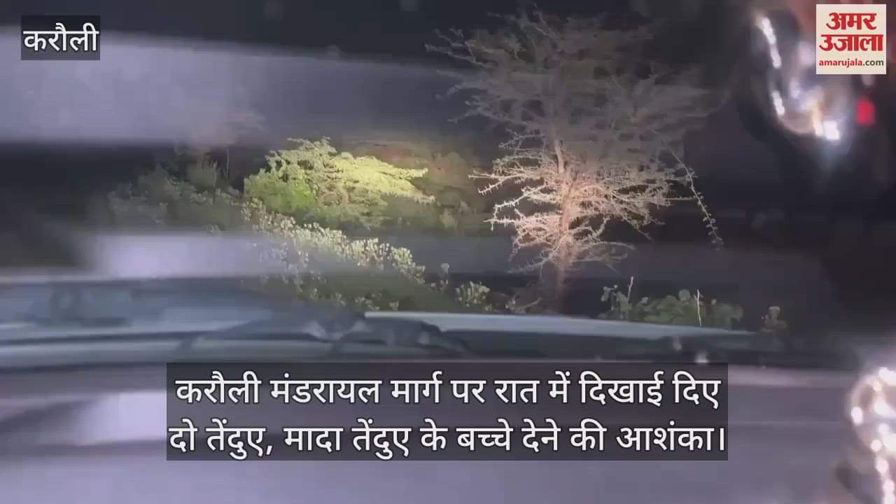 Karauli News: Leopardess Spotted on Road After Giving Birth; 2 Leopard Seen Roaming on Karauli-Mandarayal Road