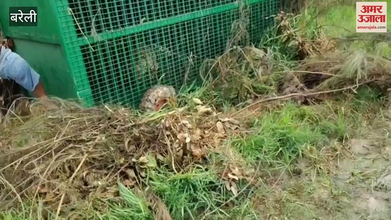 Leopard caught in Bareilly Hafizganj area